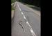 Exotic roadkills.