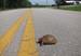 Probably a future roadkill, unfortunately !