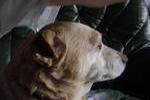 Profil du chien