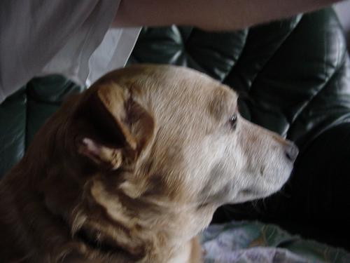 Profil du chien