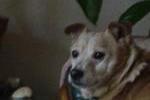 Ze dog