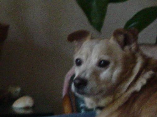 Ze dog