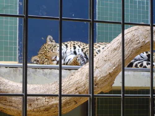 ... sieste