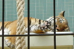 ... sieste