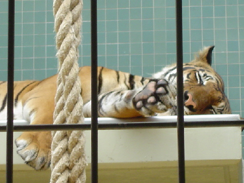 ... sieste