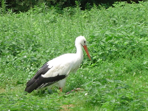 Zoo
