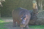 Zoo