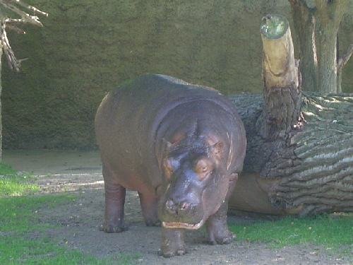 Zoo