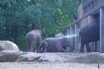 Zoo%3a rafrachissement