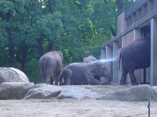 Zoo%3a rafrachissement