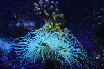 Anemone