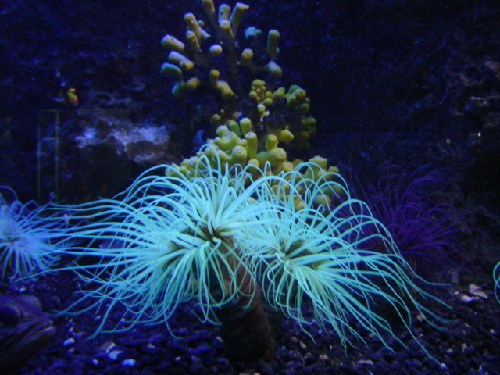Anemone