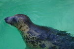 Phoque