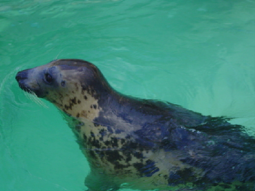 Phoque