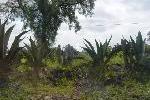 Imagen 008