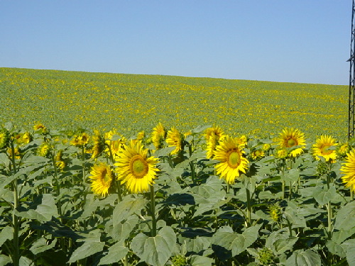 dsc00032